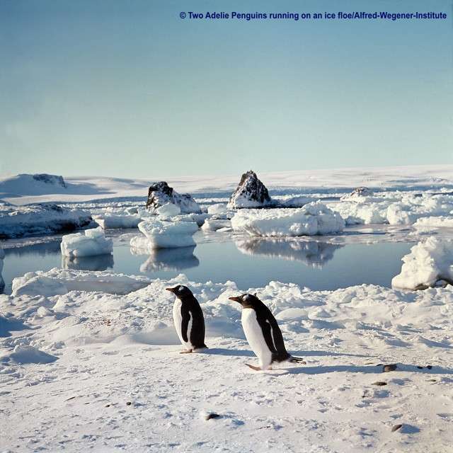 two_adelie_penguins_running_on_an_ice