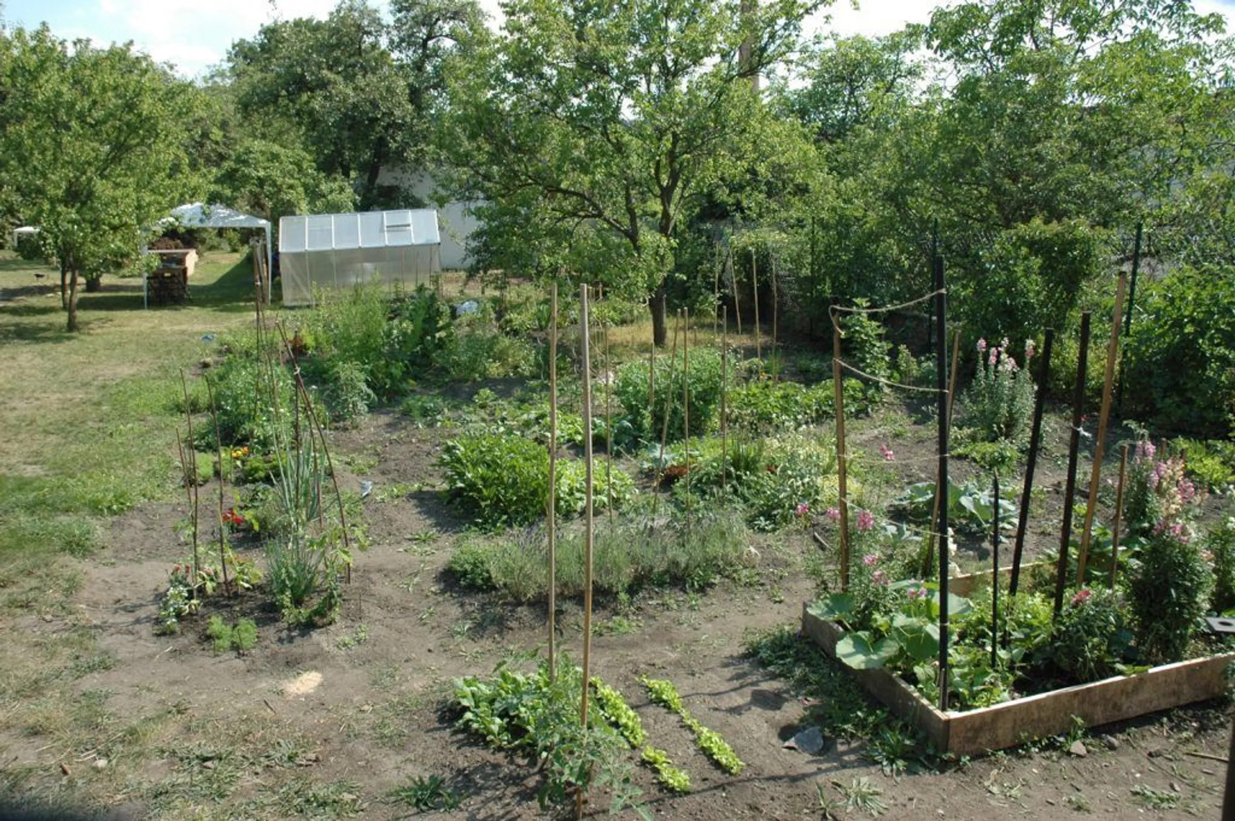 Kotlaska žije Evropou