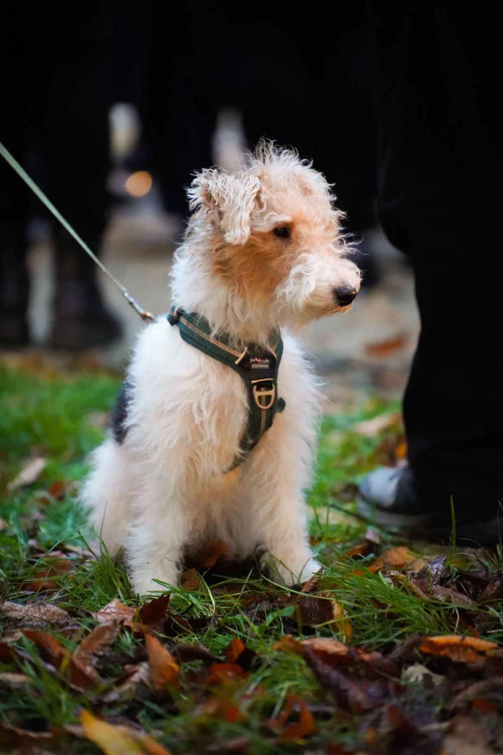 november_17th_-_the_day_of_struggle_for_freedom_and_democracy_17