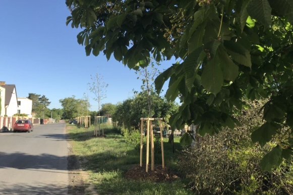 Výsadba platanů v ulici Na pasece