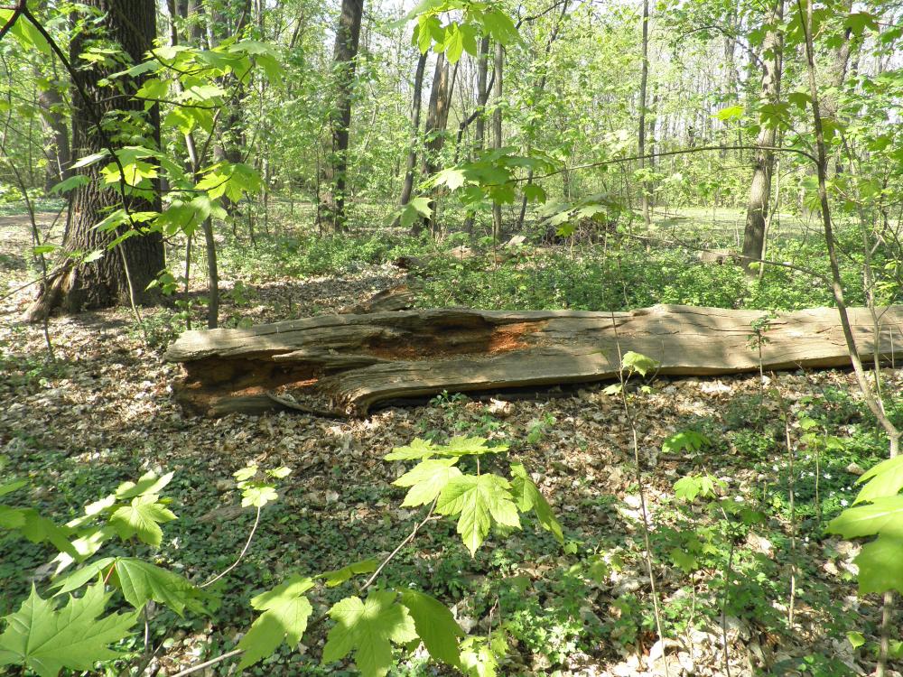 rozkládající se mrtvé dřevo V Sat. bažantnici, které je útočištěm zvláště chráněných druhů hmyzu