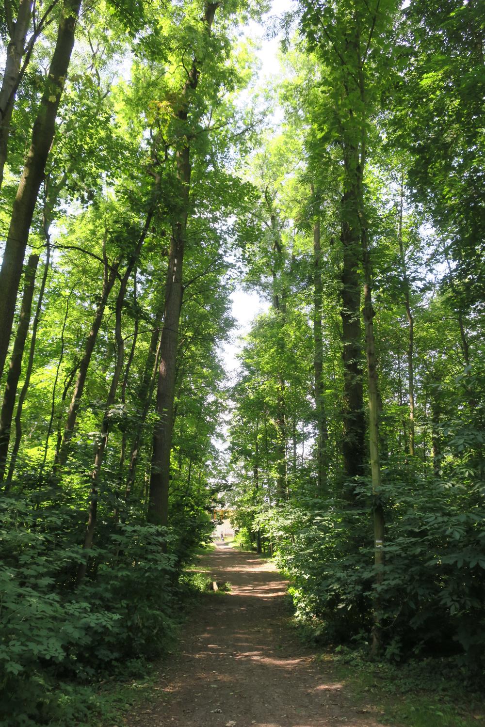 Přírodní památka Bažantnice v Satalicích je tvořena přirozeným listnatým lesem