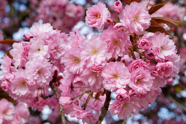 rekonstr. stromořadí v ul. V Olšinách, Prunus serrulata „Kanzan“ (foto: Google)