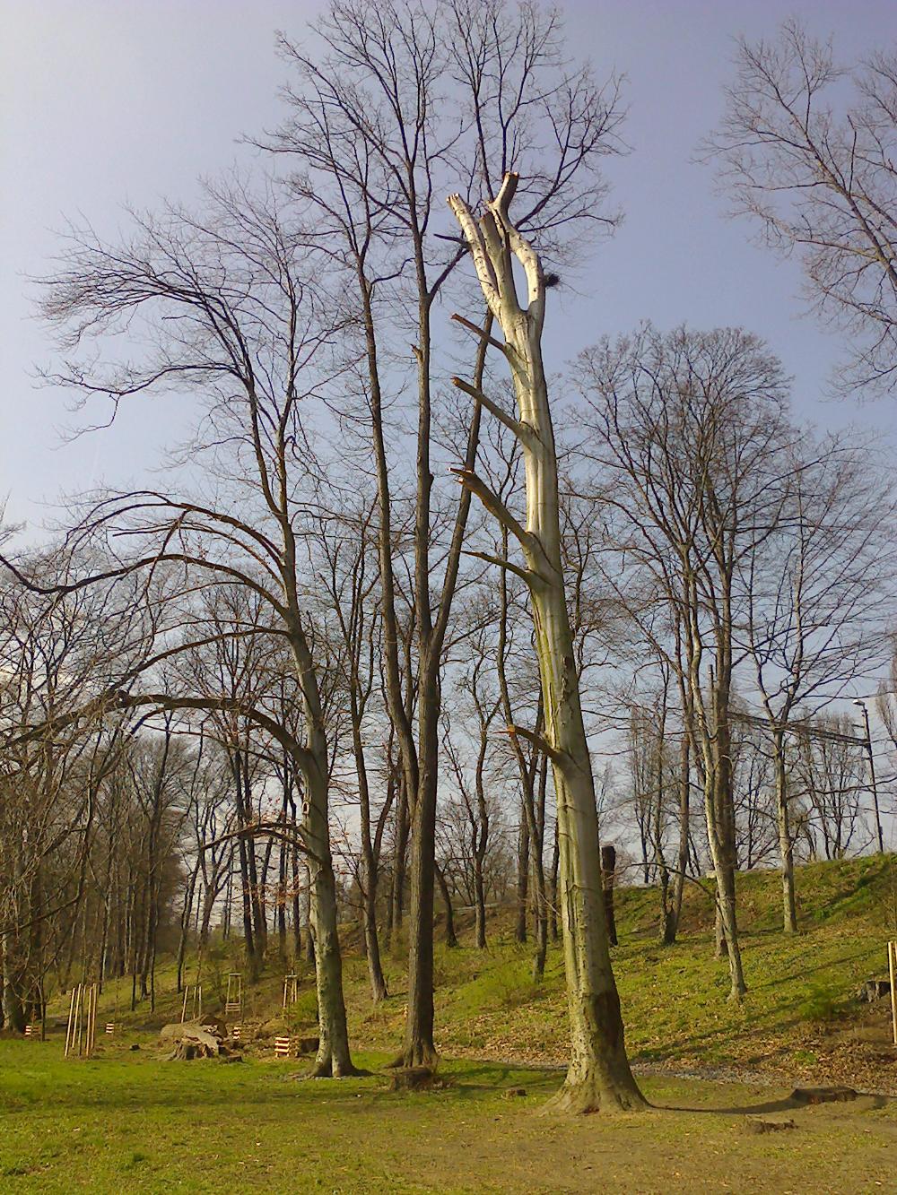strom ořezaný na torzo (foto Petra Schnitzerová)