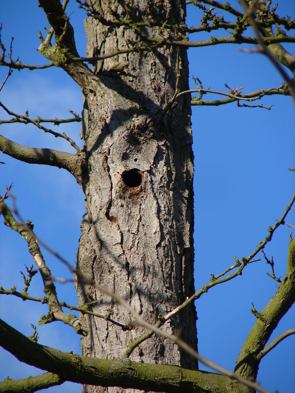 potvrz. úkryt netopýrů ve stromové dutině ve Stromovce (foto Petra Schnitzerová)