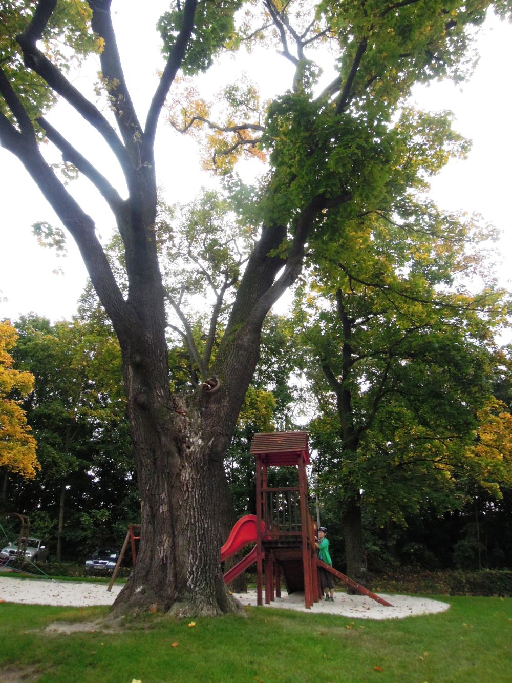 Mohutný dub u dětského hřiště před zámečkem Krč