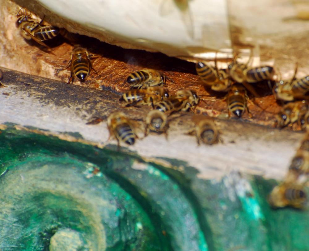 Včely na česnu úlu ve Vojanových sadech