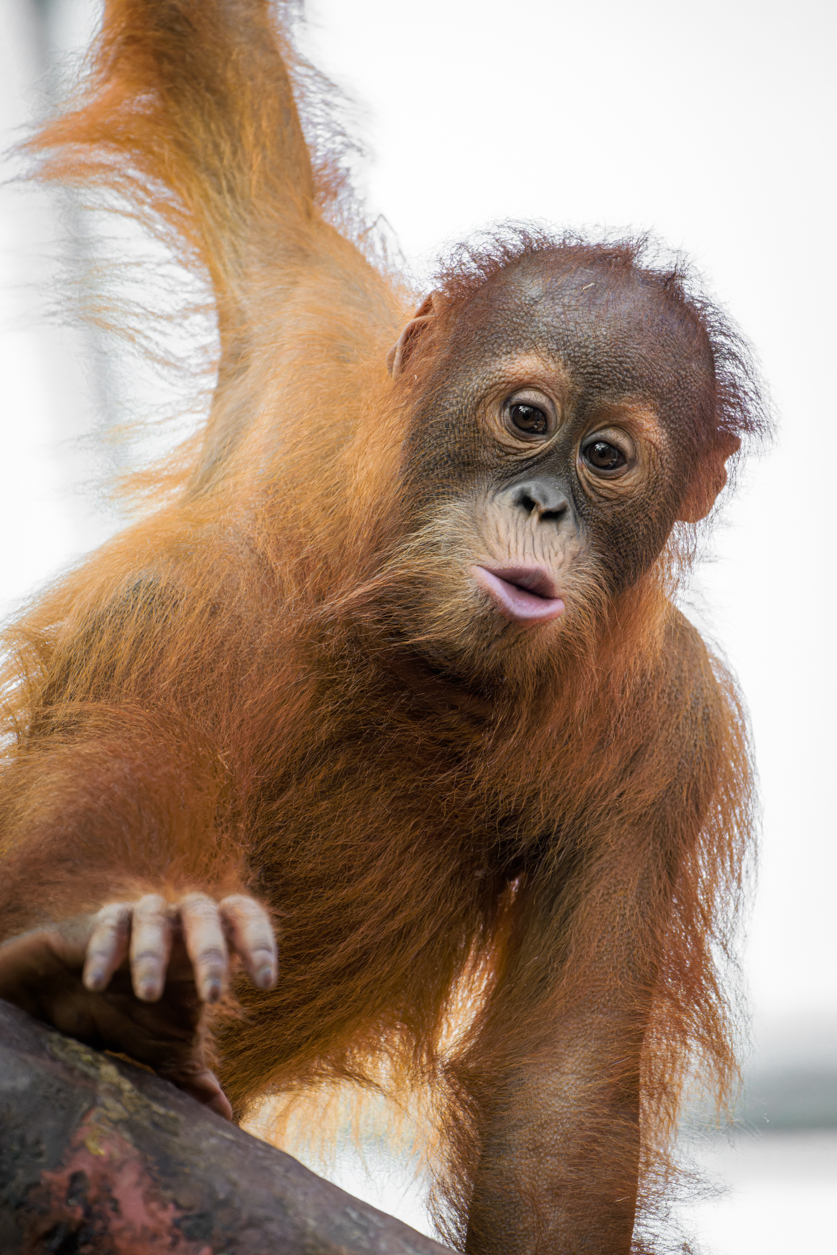 Sameček orangutana Kawi