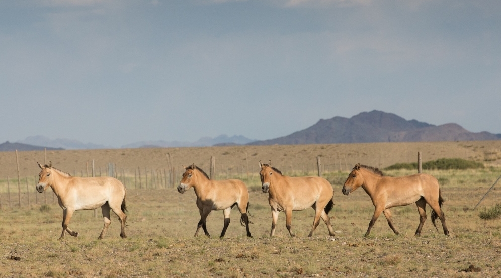 Klisny koně Převalského v novém prostředí – v Gobi