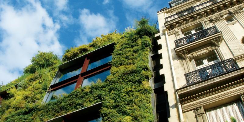 Příklad budovy adaptované na změnu klimatu – zelená fasáda
