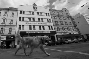 pod palmovkou 004.jpg