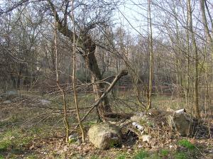 pristupova cesta k zamecku s pohledem na rybnik- stav 4.2.2004