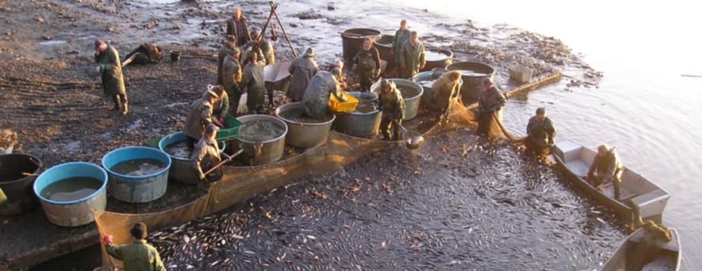 pocernicky-rybnik-vylov-ilu1229px