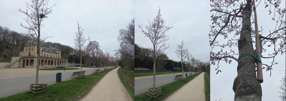 stromovka-formovani-okrasnych-sakur-42025-1229px