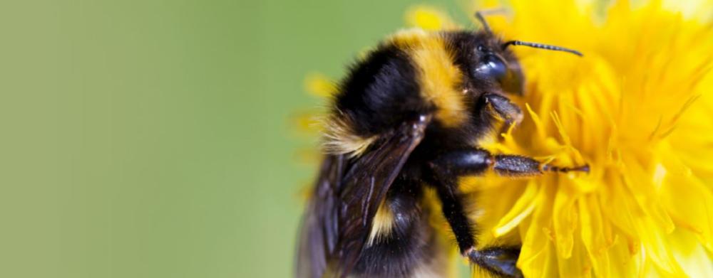 1229x480_Opylovatele_PHA