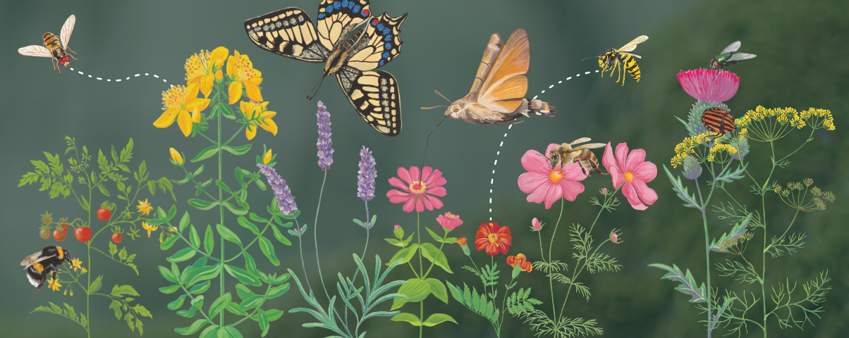 Portál ŽP_ilustracni_1204x480_Opylovatele_PHA