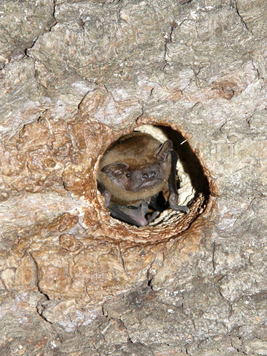 netopýr rezavý_Radek Lučan 1204px