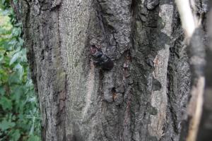 3_dospělec našeho největšího brouka (roháče obecného)