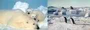 polarbears_lista2_jpg
