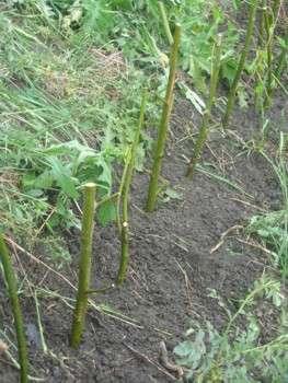 vysadbaproutku3073_ilu_jpg