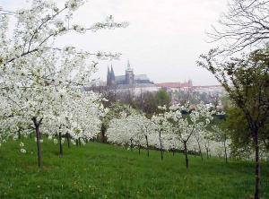 petrin_hradcany_s_tresnemi_jpg