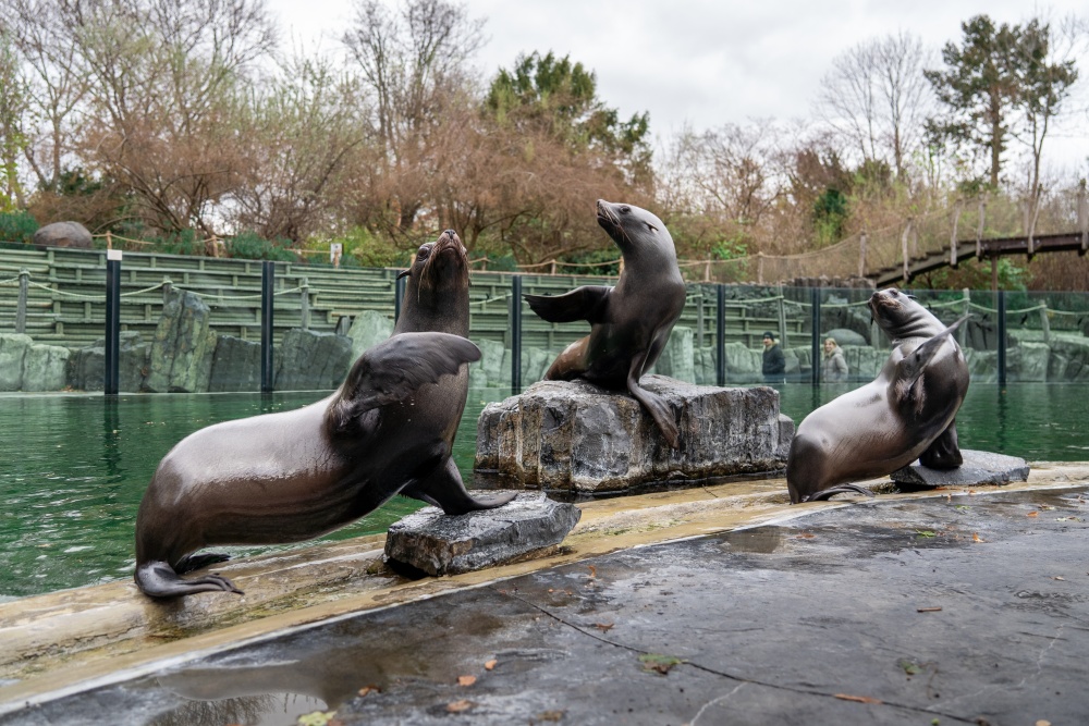 Ilustrační foto -lachtani v pražské zoo