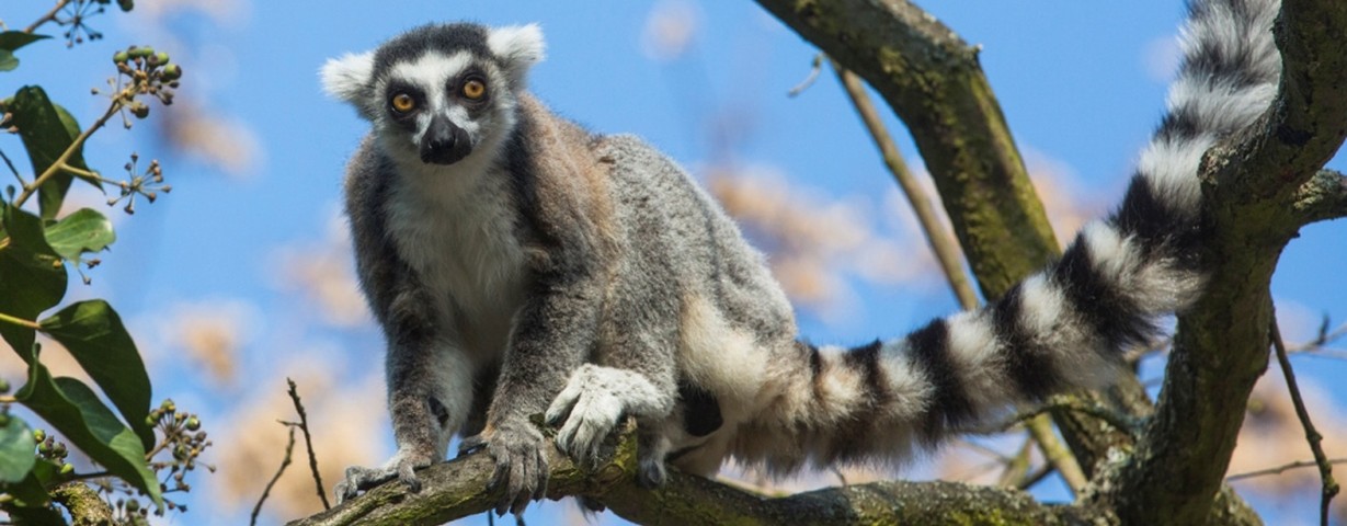 Lemur kata