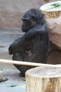 29.4.2010 - Gorilí matka si své novorozenémládě před zraky prvních návštěvníků chránila
