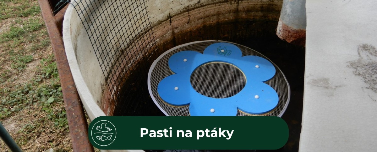Pasti na ptáky