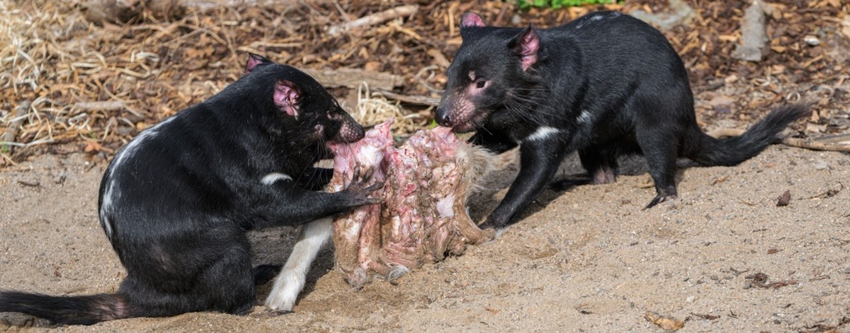 Ďábli medvědovití Durin a Elrond