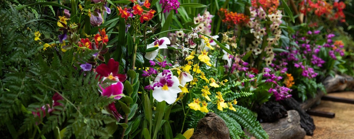 Z letošní výstavy orchidejí