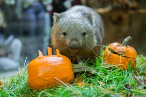 Dýňové hody v zoo