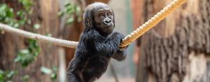Gorilí samička Mobi oslaví půlroční narozeniny