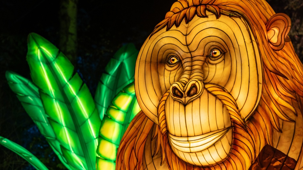 Lampionový orangutan