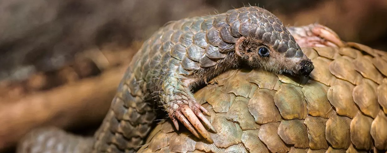 Šiška - první luskoun narozený v Zoo Praha a v Evropě (2. února 2023)