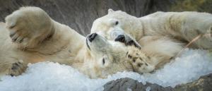 Medvědi s ledovou nadílkou