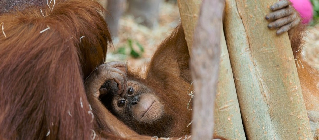 Orangutani