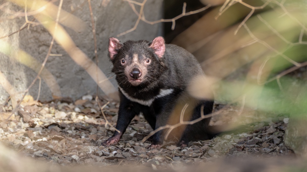 Samice ďábla medvědovitého Faline