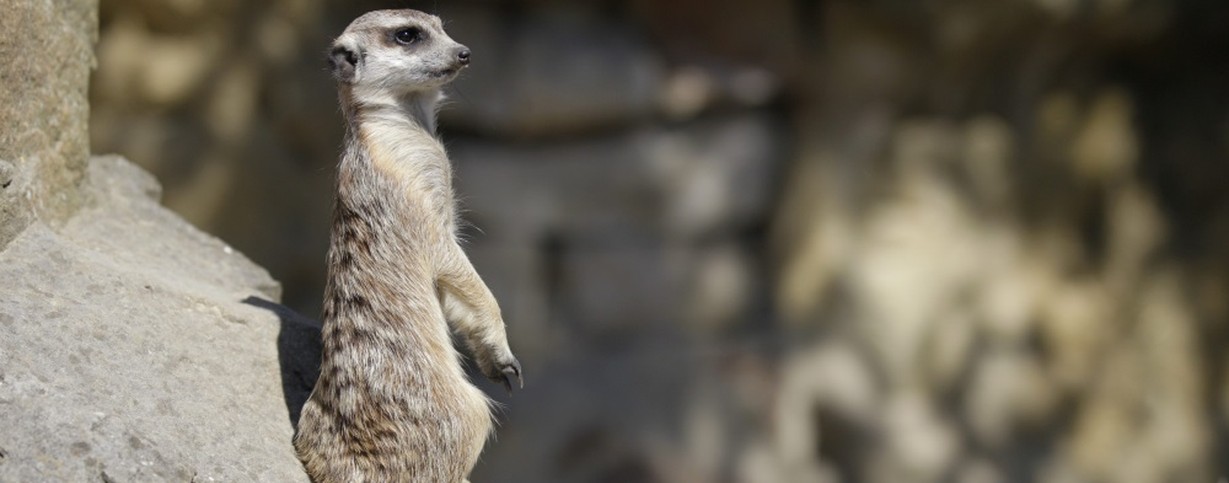 Surikata v pražské zoo