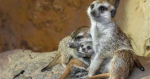 Surikaty v Zoo Praha