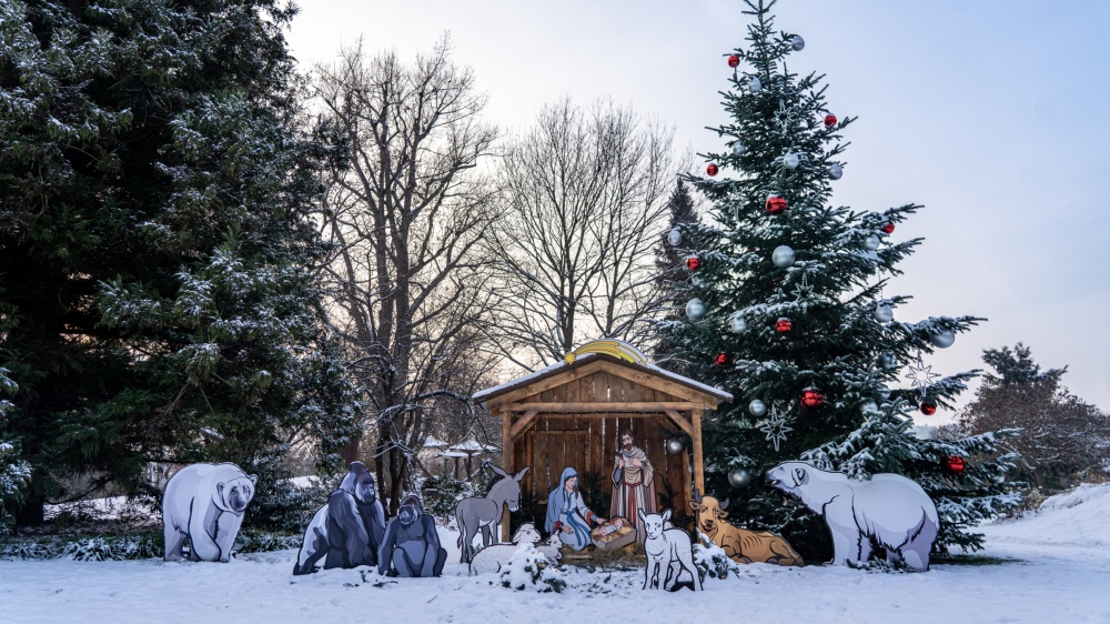 Vánoční strom v zoo