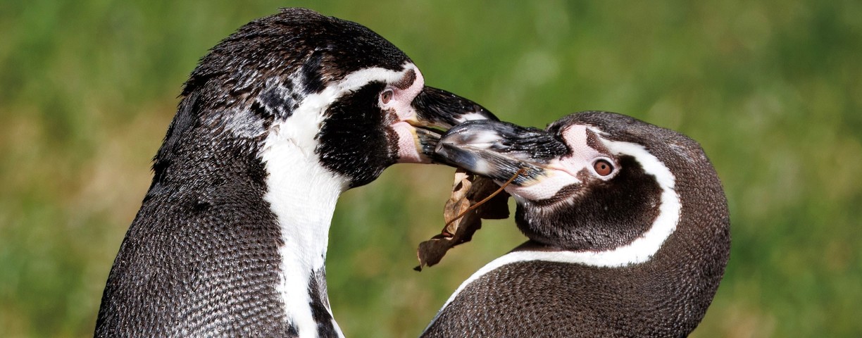 Ilustrační foto - Valentýn u tučňáků