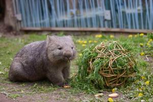 Vombat v pražské zoo