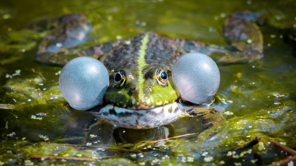 Z výstavy Příroda v zoo