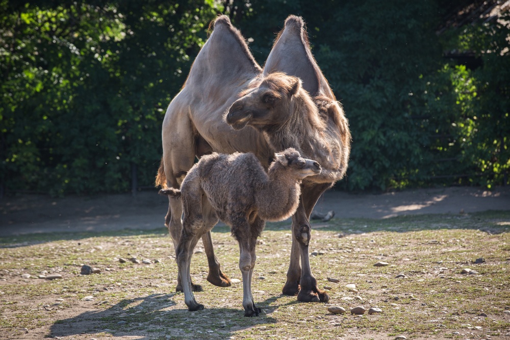 Zatím poslední velbloudí mládě narozené v pražské zoo (2021)