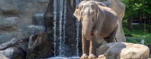 Zoo - Slonice Gulab