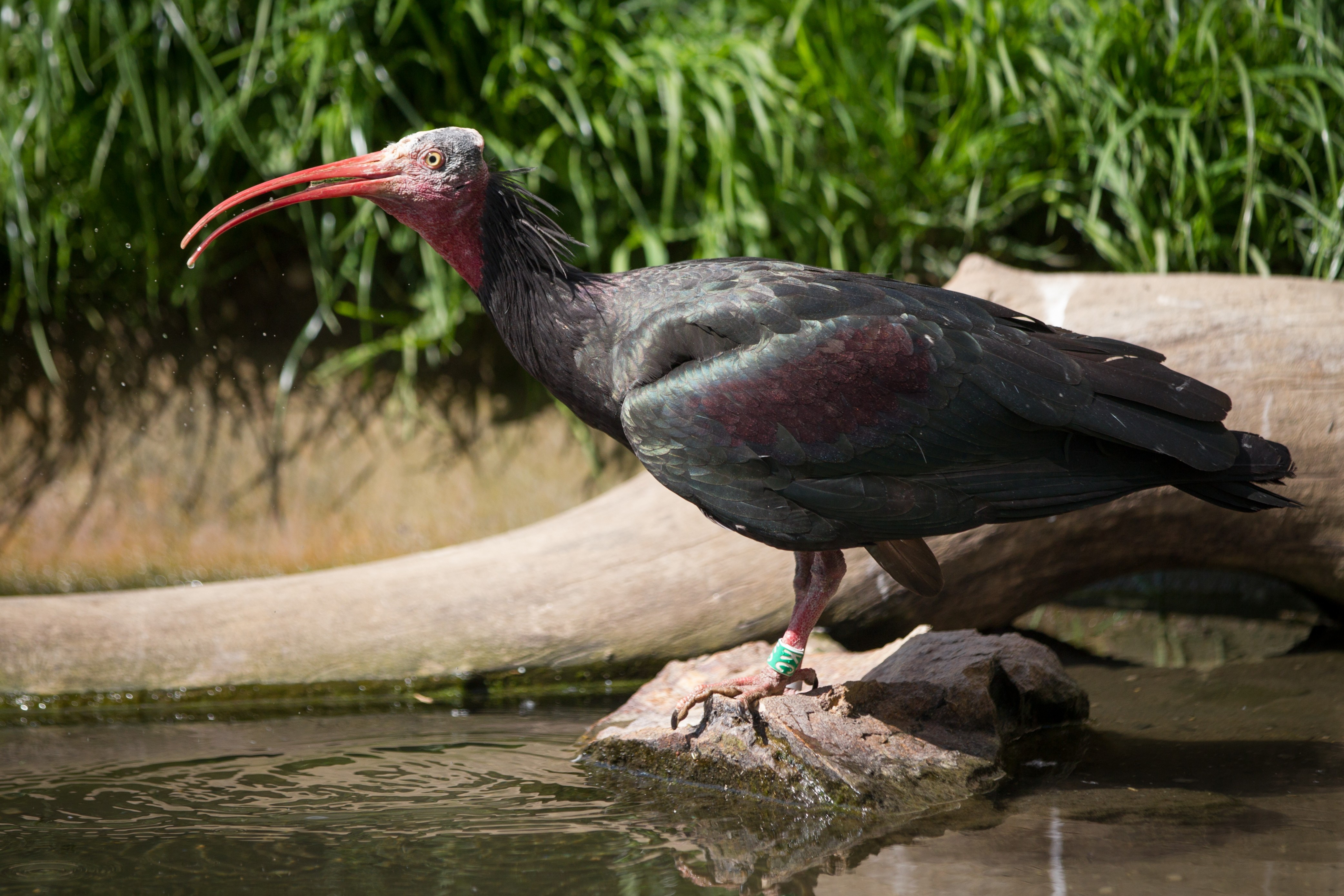 V průchozí voliéře Africké skály v dolní části zoo bývá večer živo