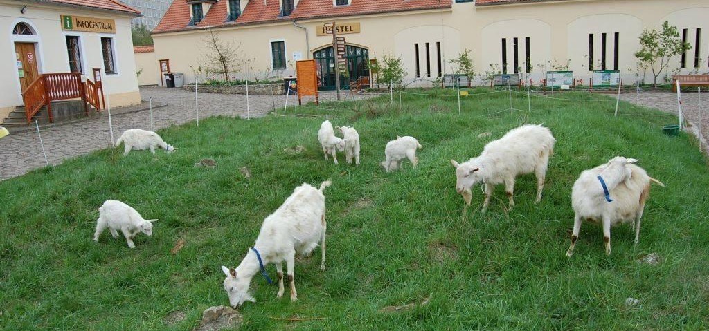 Zvířata v Toulcově dvoře