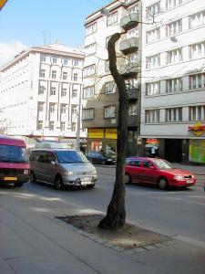 FOTO - Jeden ze živořících stromů v Ječné ulici