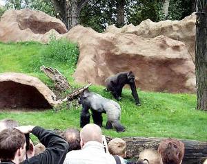 FOTO - ... a pak už všichni mohli obdivovat  ve výběhu u pavilónu gorily
